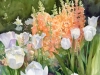 9_Tulips-Foxglove-Longwood-Gardens