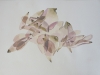 Pressed Poppies 41