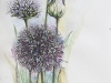 Allium-Elza-Artamontzeva