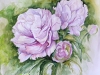 Peony-Elza-Artamontzeva
