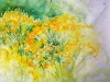 Rapeseed-Elza-Artamontzeva