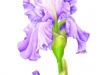 fran-henig-eds-iris