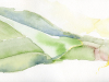 "Leek Water"