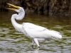 Great Egret is about to eat his dinnner