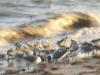 Birds- Graveling Point