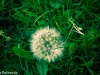 petrecca_gina_03_preview (1)