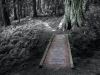 transendental-