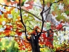 8.Autumn-patterns