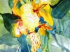 7.-Hana_Aviv_Iris.