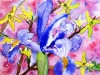 Purple Iris, Watercolor, 10\"x12\", Hana Aviv