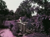 Purple Trees_preview