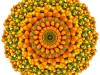6-murcott-oranges