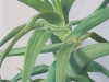 Aloe-Plant