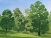Summer-Trees