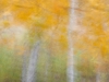 Birch-Grove-no-2-sColor-Space