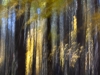 November-Woods-sColor-Space