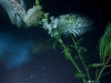 4_glove_rose 4_glove_rose