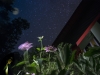 7_moonflowers 7_moonflowers