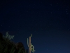 Pink-Cactus