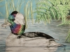 Bufflehead-Duck
