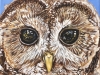 10-Northern-Spotted-Owl-Laura-Beard