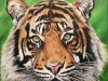 3-Sumatran-Tiger-Laura-Beard