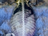 Xray-Amphibiwing