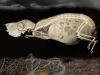 Xray-Nite-Root-Creature
