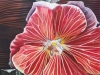 Hollyhock