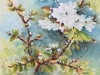 Mock Orange