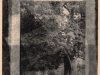 Bender_Patricia_Farm-Tree