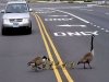 Traffic Stopper