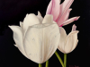 TulipsTrio-scaled