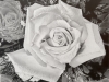 RoseGlow