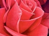 RosePetals