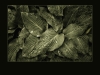 2-Hosta-Leaves