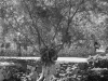 suzette_dushi-10