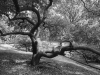 suzette_dushi-8