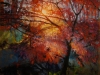 JapaneseMapleNov7412PM48X48