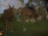 Deers