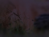 Woods-15