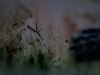 Woods-16