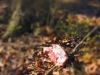 Woods-2